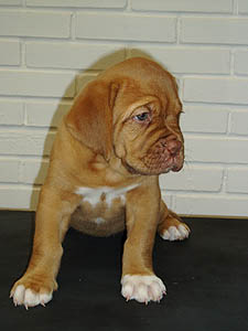 Zira 6 weeks